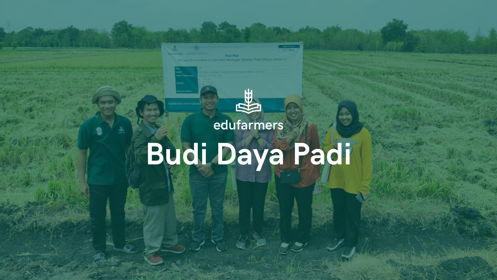 Budidaya Padi