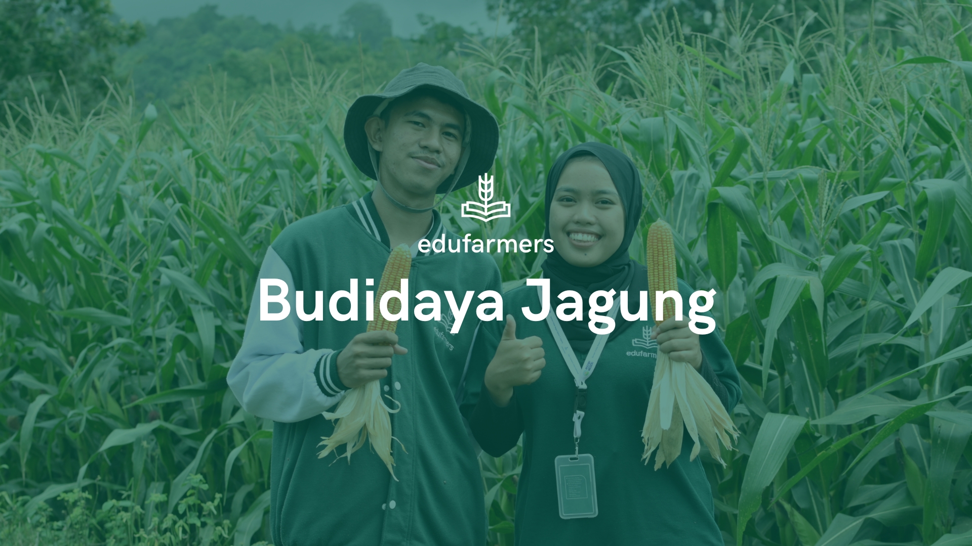 Memahami Budidaya Jagung