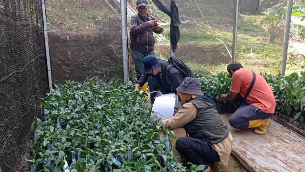 Pemeriksaan lapangan dalam sertifikasi kakao