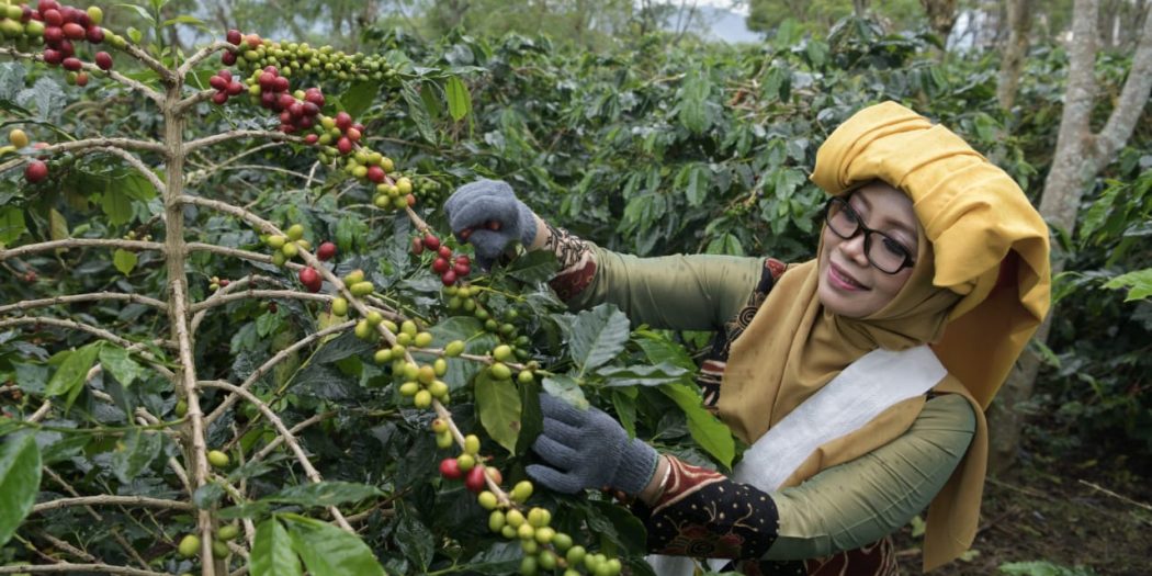 Kebun kopi di Aceh