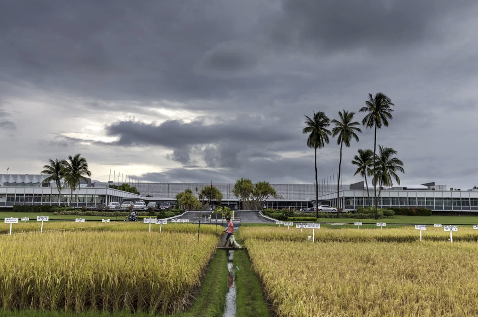 Pusat penelitian padi IRRI di Filipina