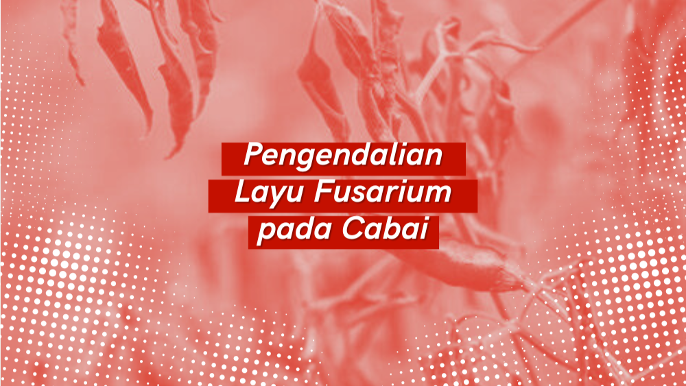 Bertani Academy Perpustakaan Teknik Pengendalian Layu Fusarium