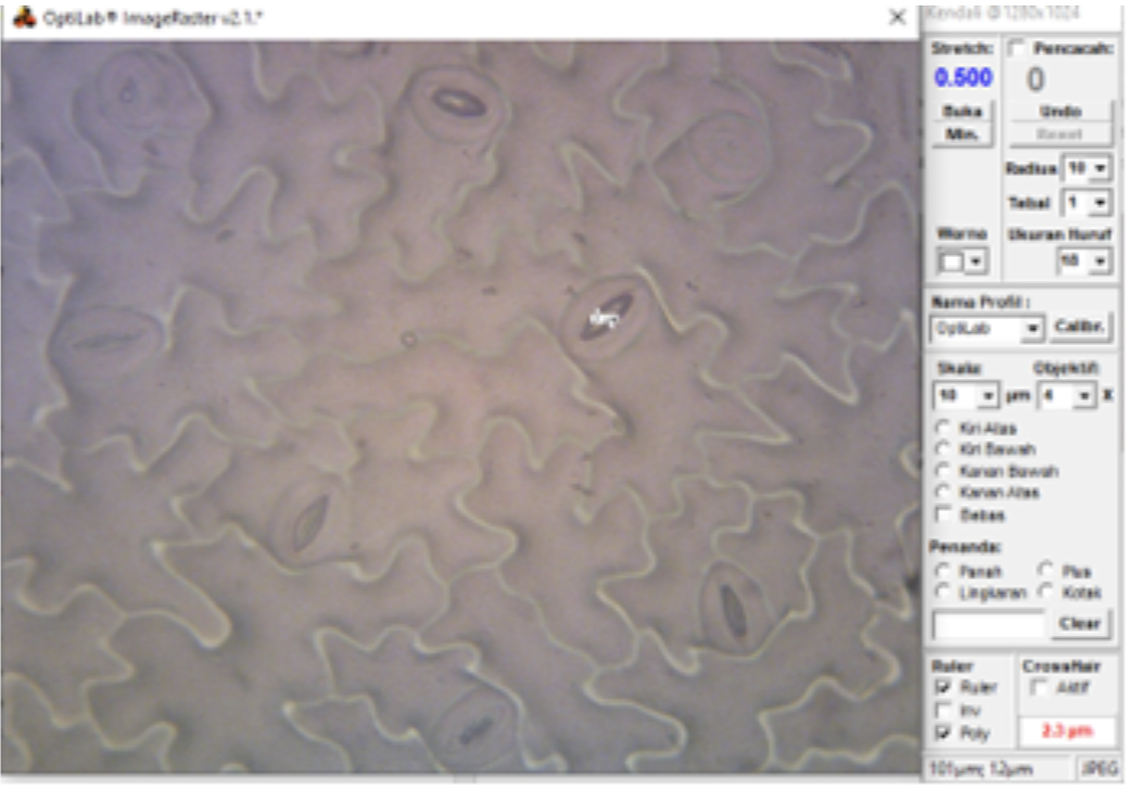 Pengukuran diameter stomata dengan OptiLab ImageRaster