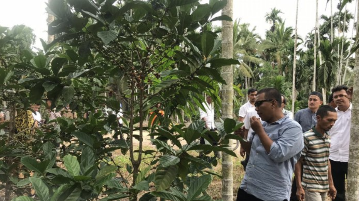 Kebun kopi liberika di Jambi 