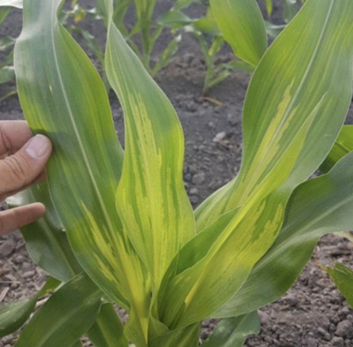 Penyakit Bulai/DM Pada Tanaman Jagung