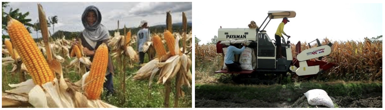 Pemanenan jagung dengan dipetik dan mesin combine harvesting 