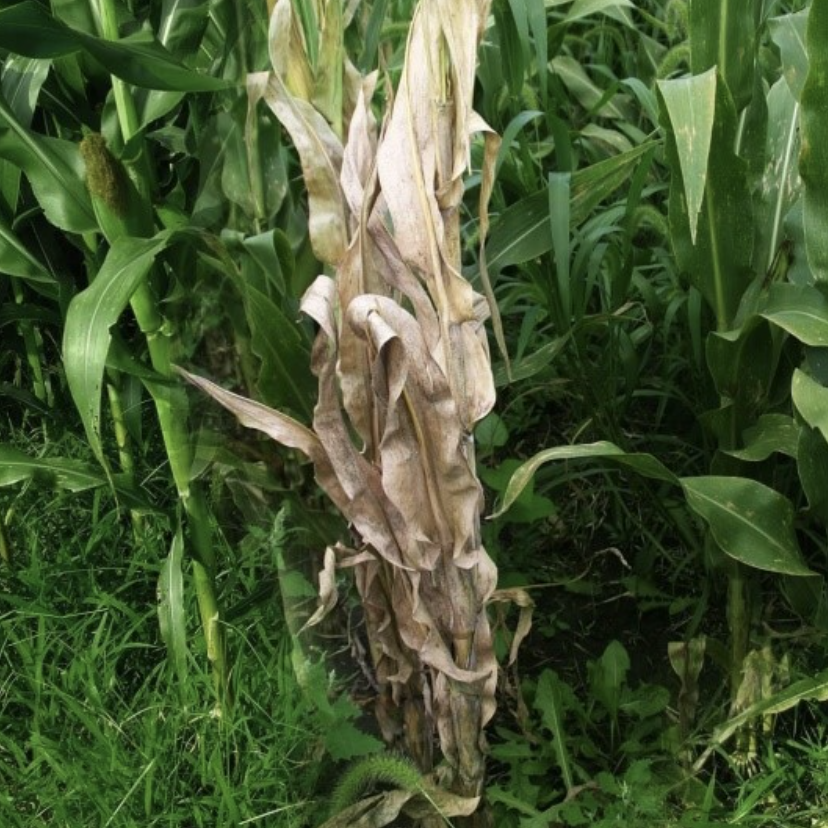 Penyakit Busuk Batang Pada Tanaman Jagung