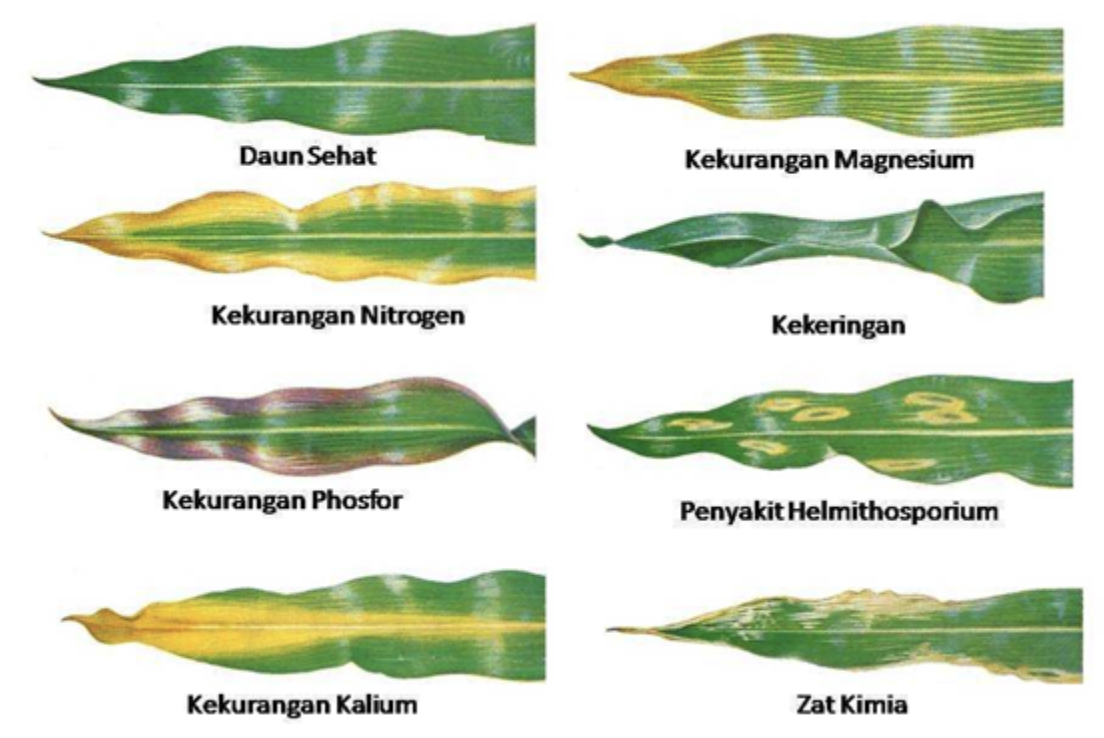 Kondisi daun jagung pada berbagai cekaman