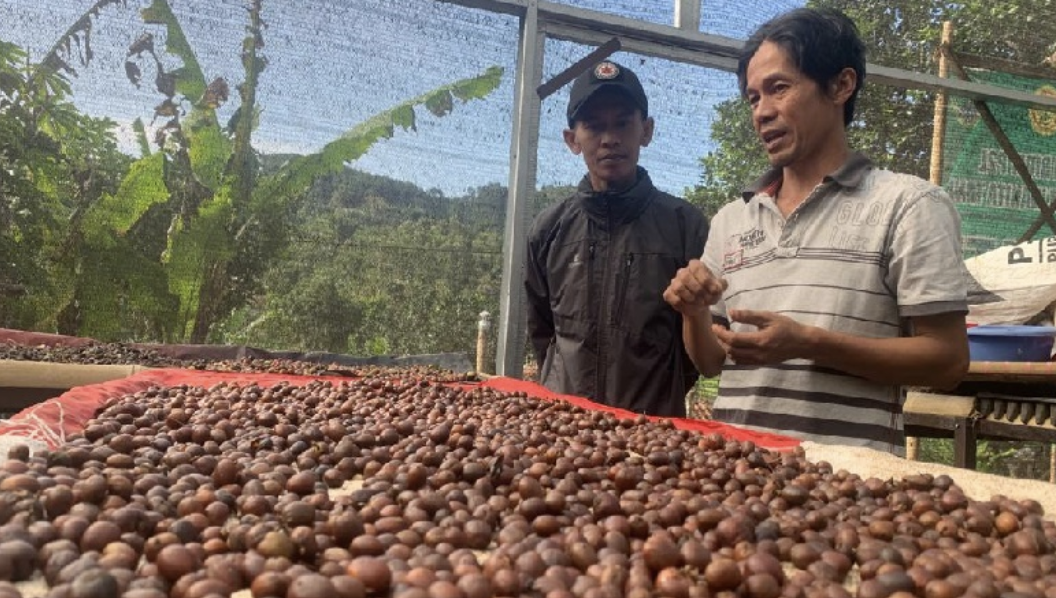 Proses penjemuran kopi